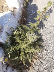 Echinops spinosissimus