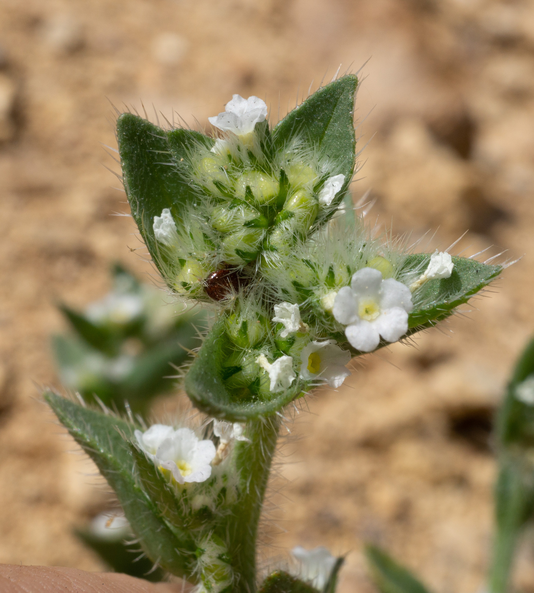 Plagiobothrys glomeratus