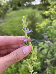 Scutellaria parvula australis