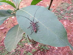 Monochamus triangularis