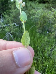 Scutellaria parvula australis