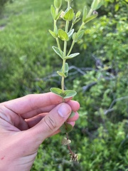 Scutellaria parvula australis