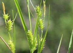 Carex punctata