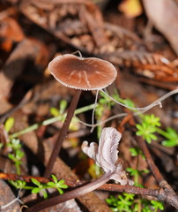 Mycena vinacea