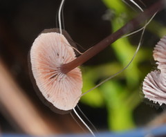 Mycena vinacea