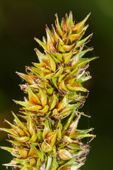 Carex densa