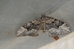 Chrysolarentia gypsomela