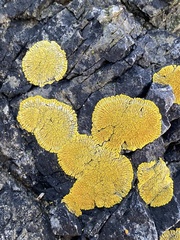 Polycauliona verruculifera