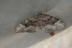 Chrysolarentia gypsomela