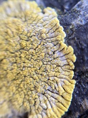 Polycauliona verruculifera