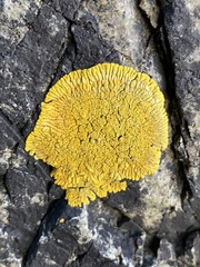 Polycauliona verruculifera