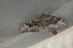 Chrysolarentia gypsomela