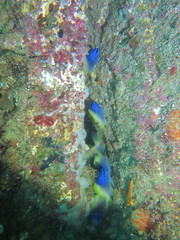 Chromis limbaughi