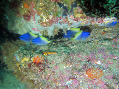 Chromis limbaughi