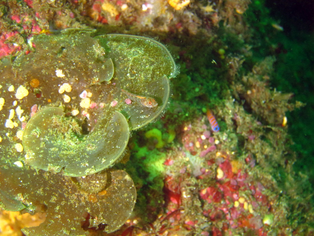 Redrump Blenny