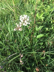 Asclepias linearis