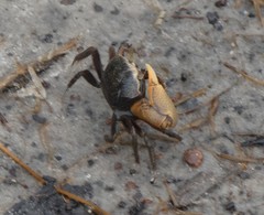 Minuca longisignalis