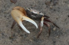 Minuca longisignalis