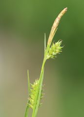 Carex punctata