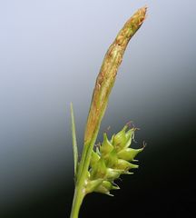 Carex punctata