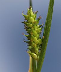 Carex punctata