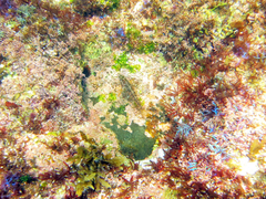 Enneanectes reticulatus