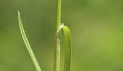 Carex punctata