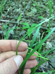 Carex arctata