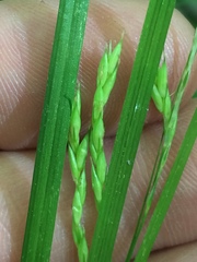 Carex arctata