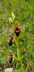 Ophrys × pietzschii