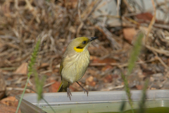 Ptilotula plumula