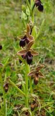 Ophrys × pietzschii