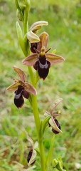 Ophrys × pietzschii