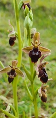 Ophrys × pietzschii