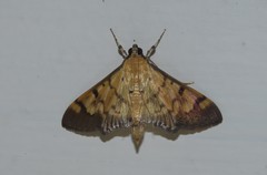 Syllepte fabiusalis