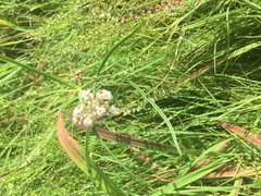 Asclepias linearis