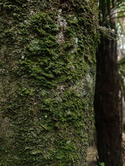 Coenogonium fruticulosum