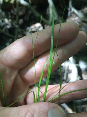 Carex trisperma