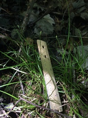 Carex trisperma
