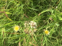 Asclepias linearis