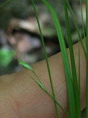 Carex trisperma