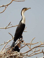 Phalacrocorax carbo lucidus