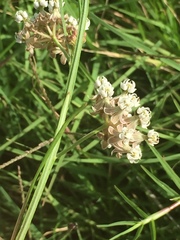 Asclepias linearis