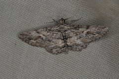 Pachyplocia griseata