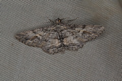 Pachyplocia griseata