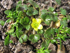 Ranunculus royi