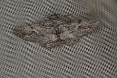 Pachyplocia griseata