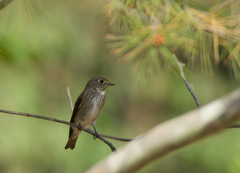 Muscicapa sibirica
