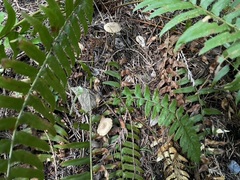 Pseudoomphalina