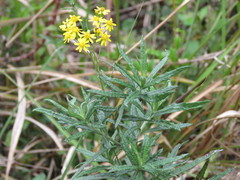 Senecio polyanthemoides